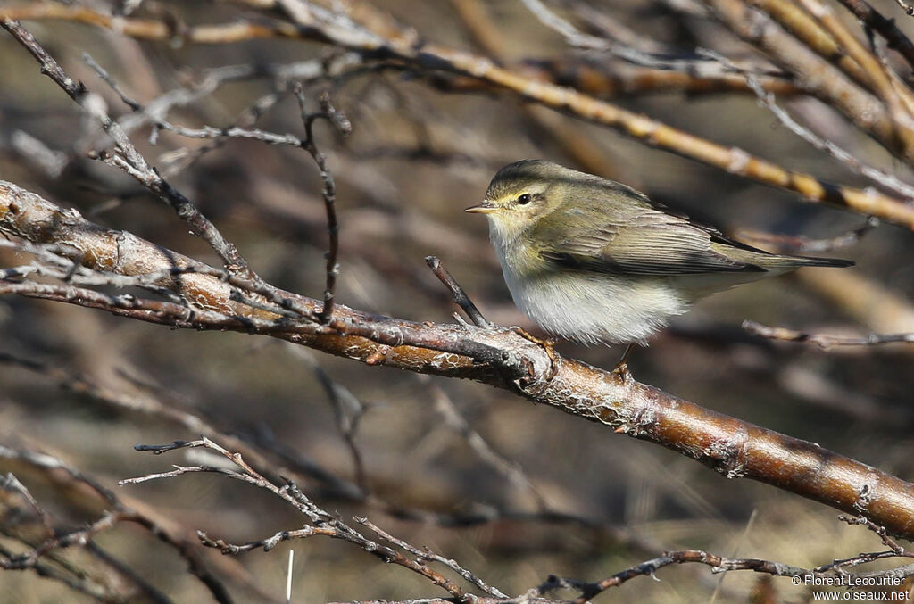 Willow Warbler