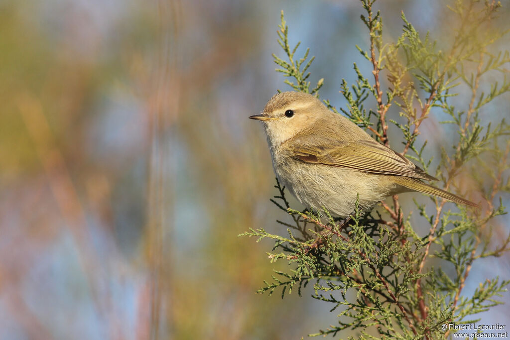 Common Chiffchaff