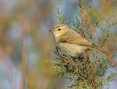 Common Chiffchaff