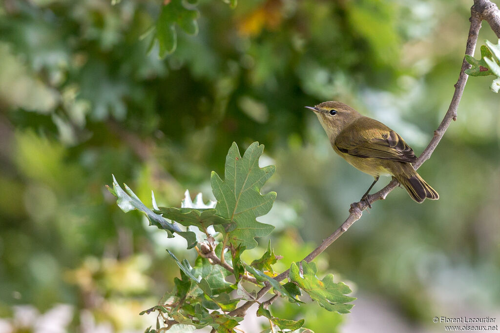 Common Chiffchaff