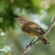 Common Chiffchaff