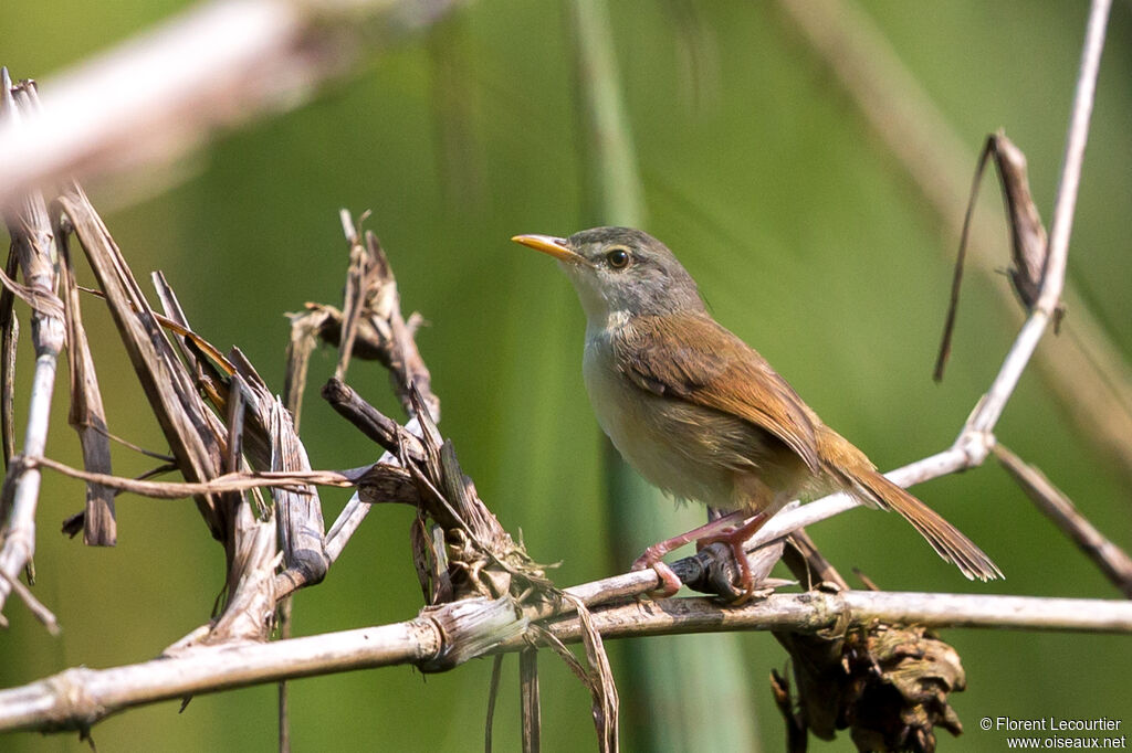 Prinia à ventre jaune