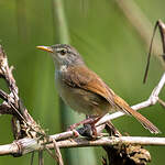 Prinia à ventre jaune