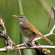 Prinia à ventre jaune