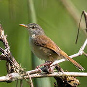 Yellow-bellied Prinia