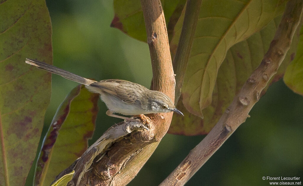 Prinia délicate