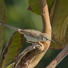 Prinia délicate