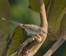 Delicate Prinia