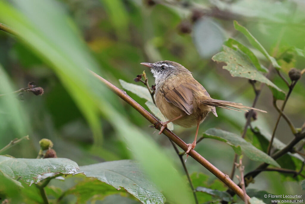 Prinia des collines