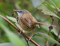 Prinia des collines