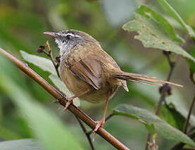 Prinia des collines