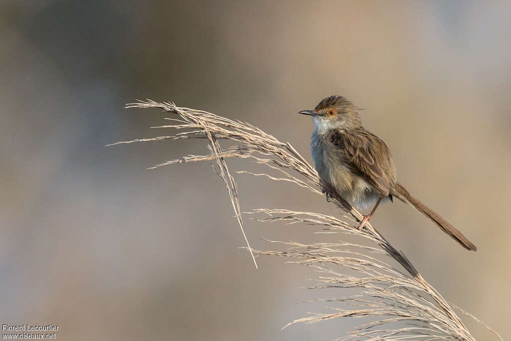 Prinia gracileadulte, identification