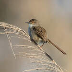 Prinia gracile