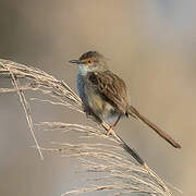 Graceful Prinia