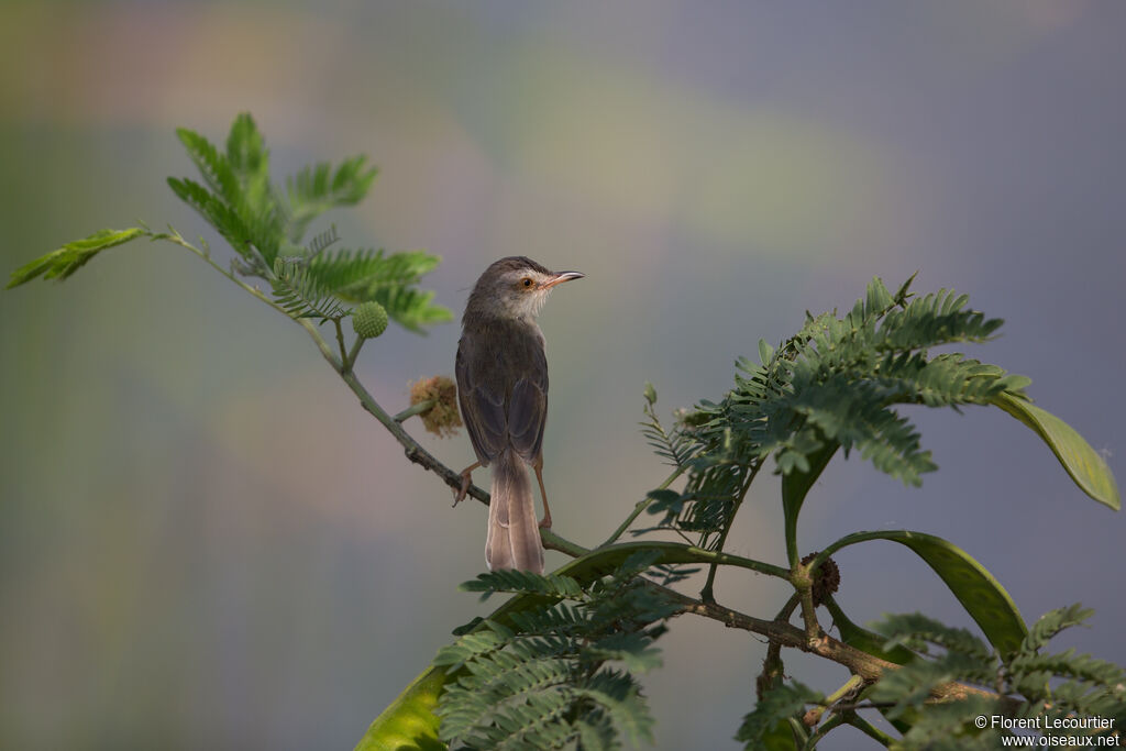 Prinia simple