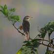 Prinia simple