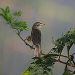 Prinia simple