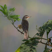 Prinia simple