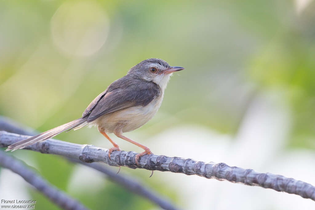 Prinia simpleadulte, identification