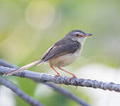 Prinia simple