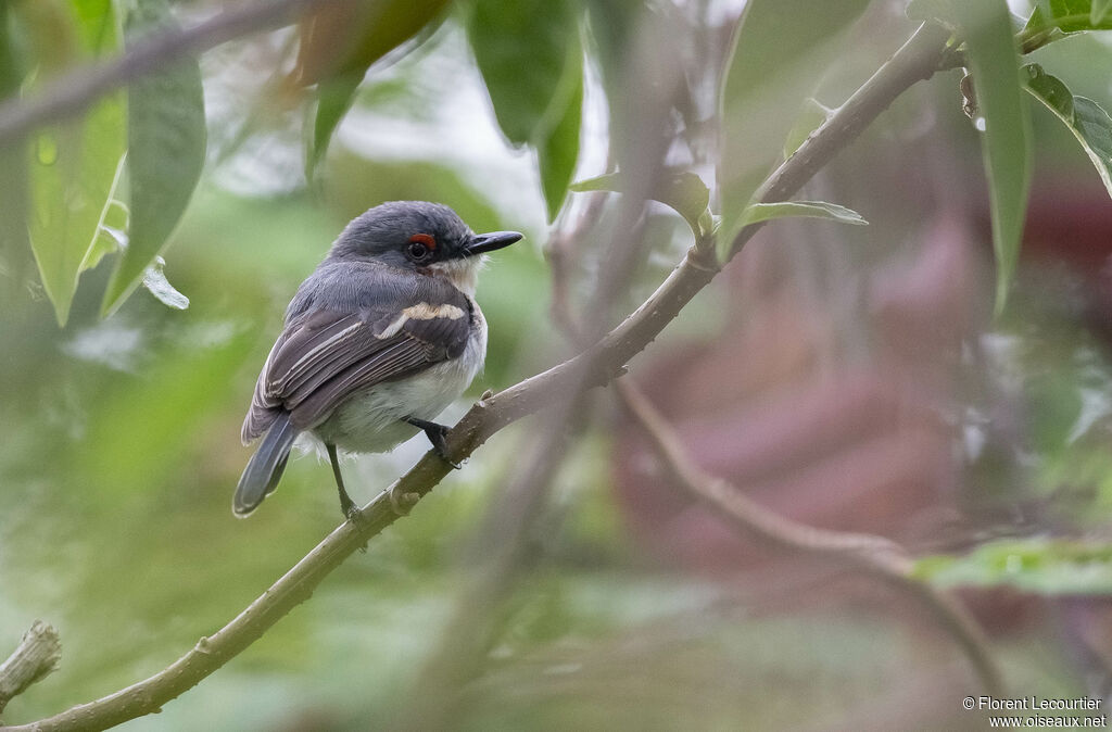 Brown-throated Wattle-eye female