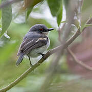 Brown-throated Wattle-eye