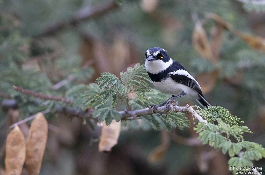 Western Black-headed Batis