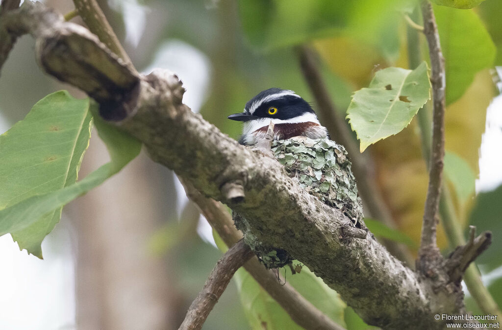 Western Black-headed Batis female adult, Reproduction-nesting