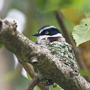 Western Black-headed Batis