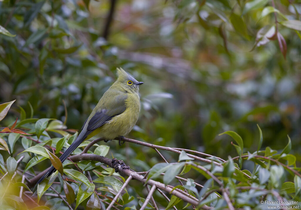 Long-tailed Silky-flycatcher