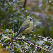 Long-tailed Silky-flycatcher