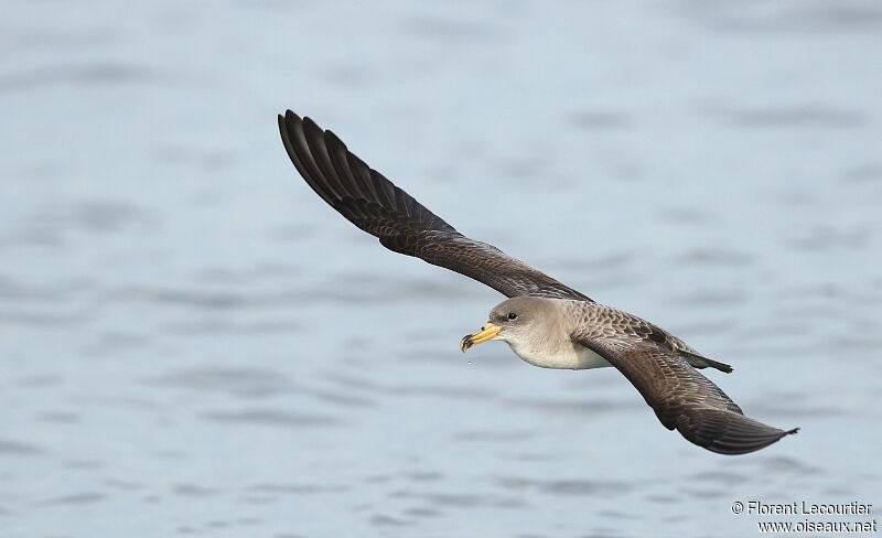 Scopoli's Shearwater