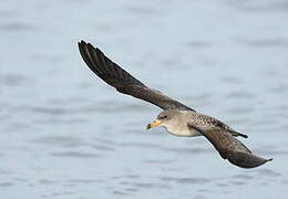 Scopoli's Shearwater