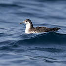 Puffin persique