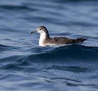 Persian Shearwater