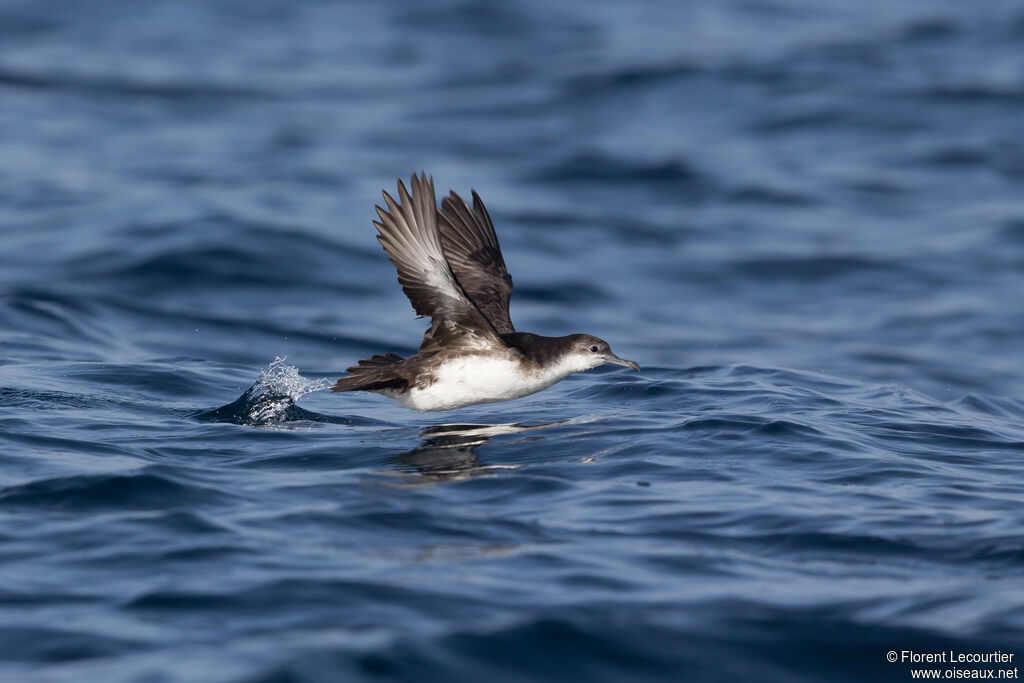 Persian Shearwater