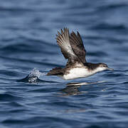 Persian Shearwater