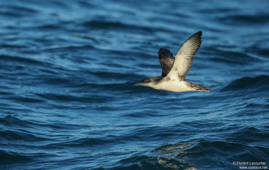 Yelkouan Shearwater