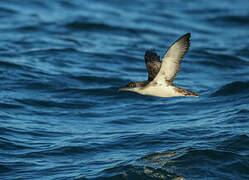 Yelkouan Shearwater