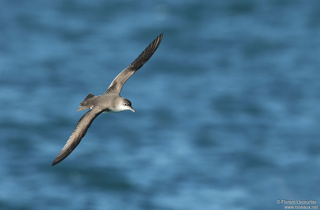 Yelkouan Shearwater