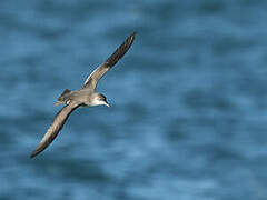 Yelkouan Shearwater