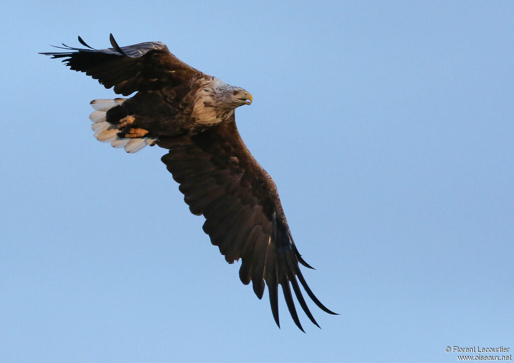 White-tailed Eagle