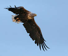 White-tailed Eagle