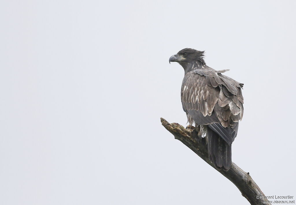 Bald Eagleimmature