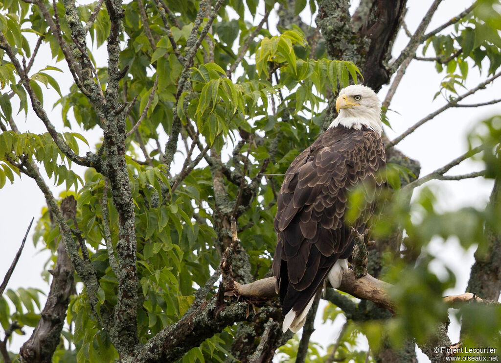 Bald Eagle female adult