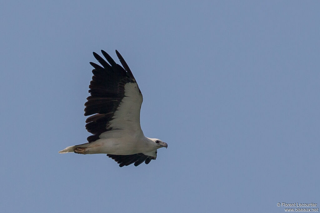 White-bellied Sea Eagle