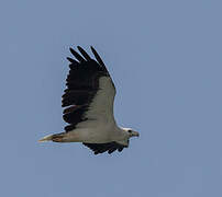 White-bellied Sea Eagle