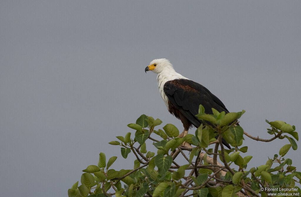 African Fish Eagle