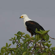 African Fish Eagle