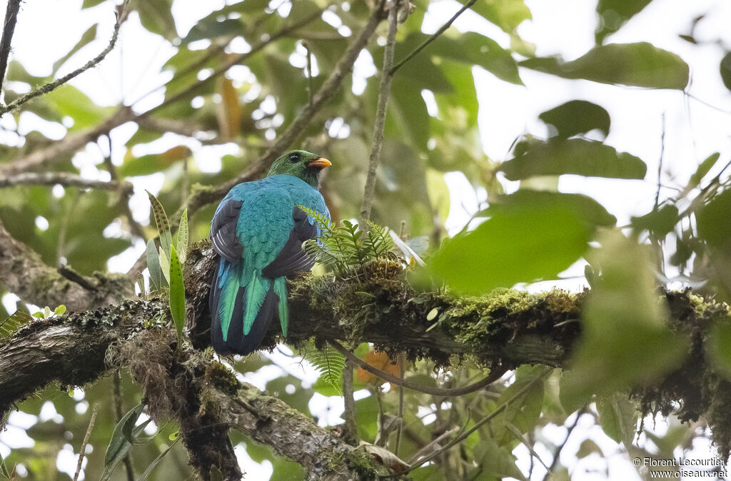 Golden-headed Quetzal